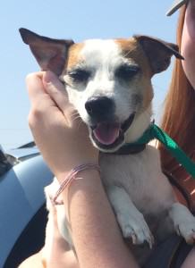 Buster, a Jack Russell terrier, at a rest stop during a transport.