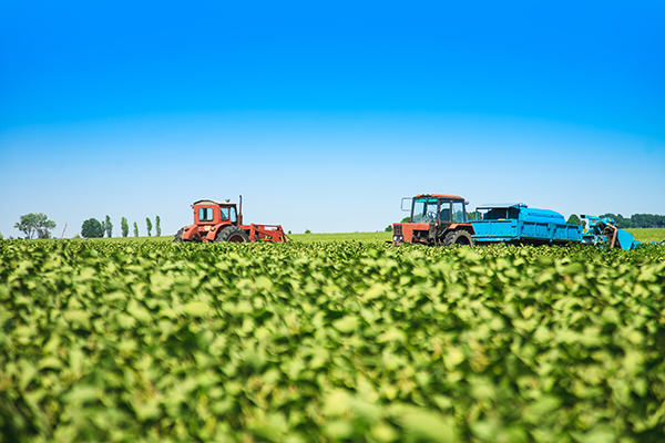 Agricultural machines in a soy field in a bright sunny summer day.