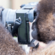 A monkey holds a camera, calling into question his claims of copyright infringement against the human who owns the camera