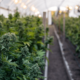 Marijuana plants are being grown for the Oklahoma medical marijuana industry