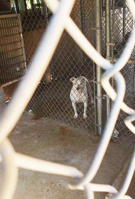 Sheltered dog behind fence