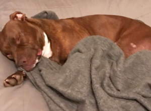 Sleeping shelter rescue dog