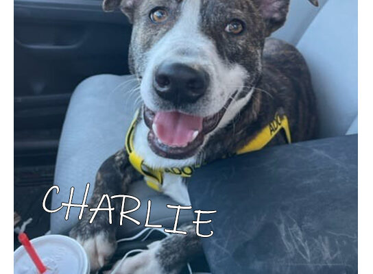 Pet Adoption Charlie