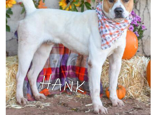 Pet Adoption Hank