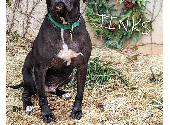Pet Adoption Jinks