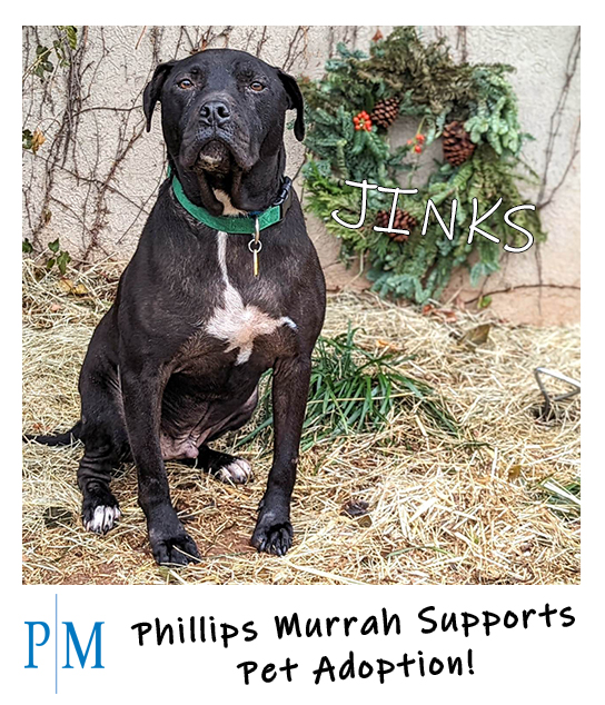 Pet Adoption Jinks