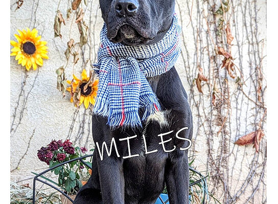 Pet Adoption Miles