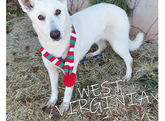 Pet Adoption West Virginia