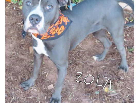 Pet Adoption Zola