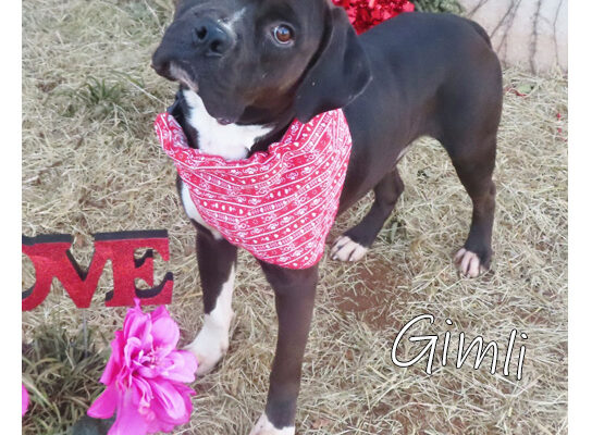Pet Adoption Gimli