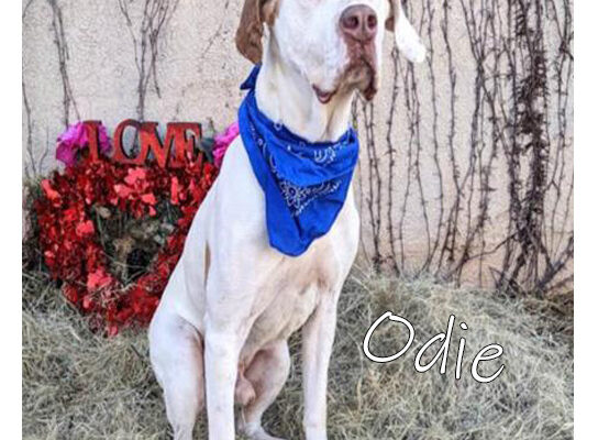 Pet Adoption Odie