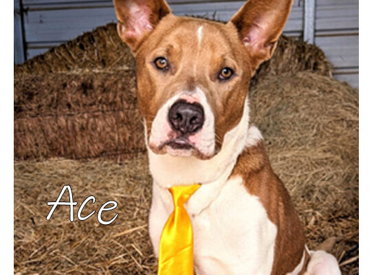 Pet Adoption Ace