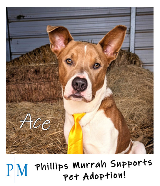 Pet Adoption Ace