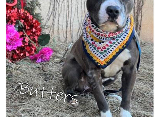 Pet Adoption Butters