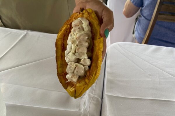 Person holding cacao beans