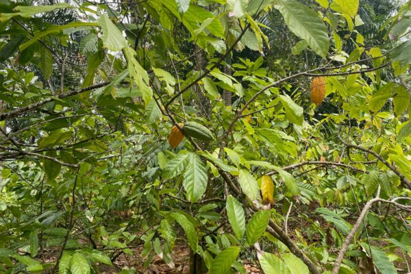 Cacao beans on a tree in a Puerto Rican rain forest.